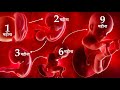 1- 9 month by month baby development in womb || 1 से 9 महीने गर्भ में शिशु के विकास का रोचक सफर