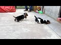 BASSET HOUND Cachorro の動画、YouTube動画。