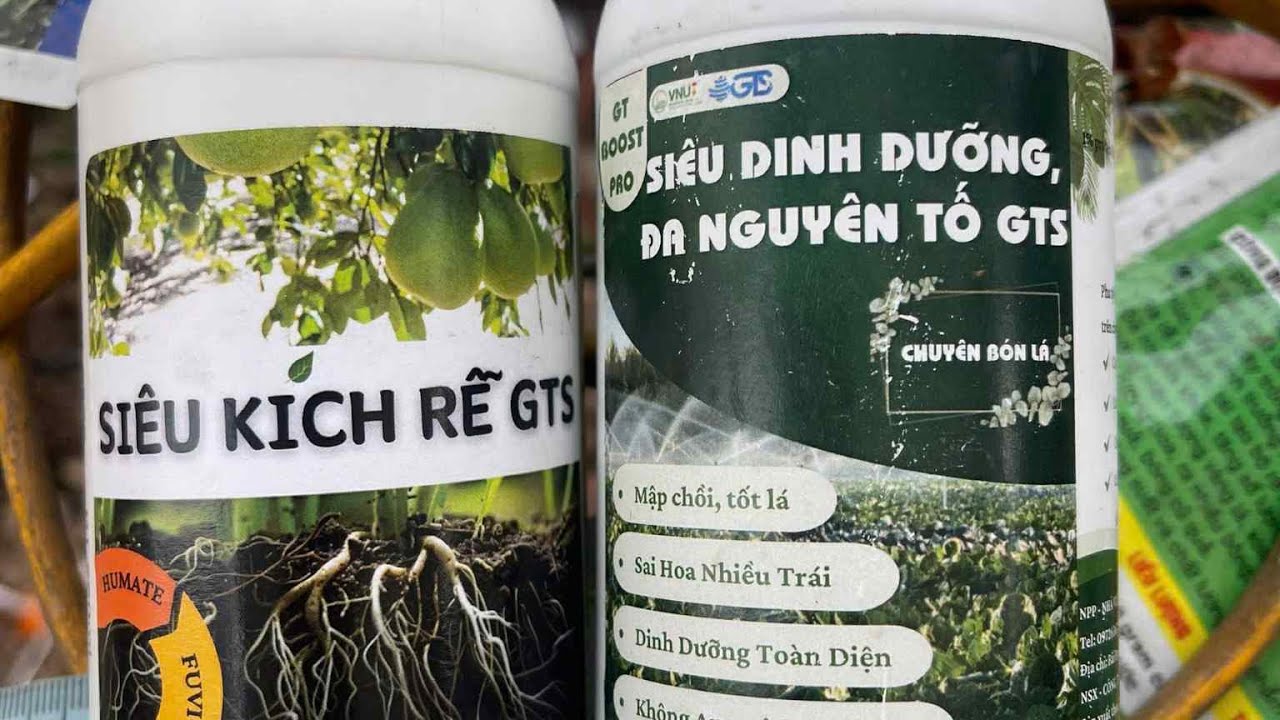 5/2-2026-lh-0338531359-chia sẻ cách trồng và chăm sóc & nhân giống cây hoa trà my cổ 