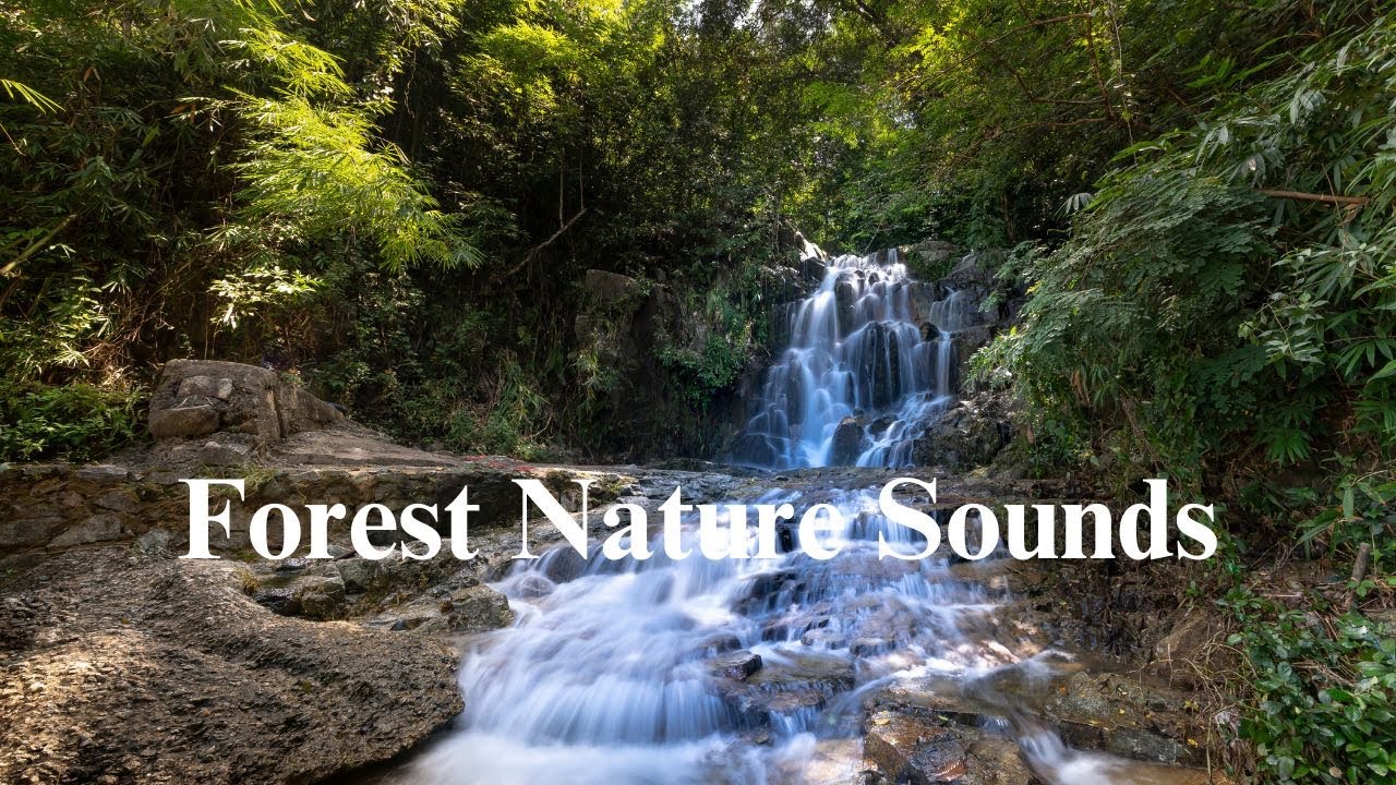 Relaxing Forest Birdsong - Nature Sounds for Sleeping -Birds For ...
