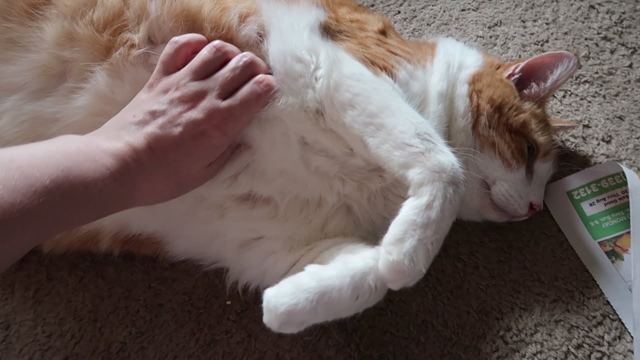 Rubbing My Cat's Belly YouTube