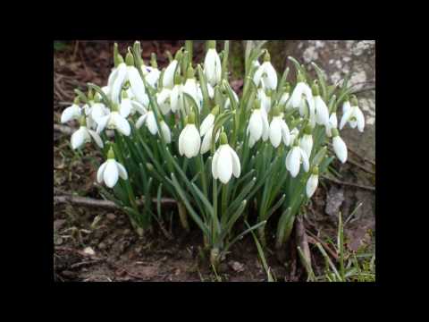 Video: Galanthus