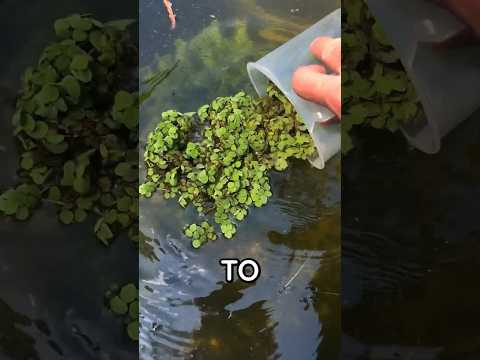 Video: Este gunoiul de iaz de alge un consumator?