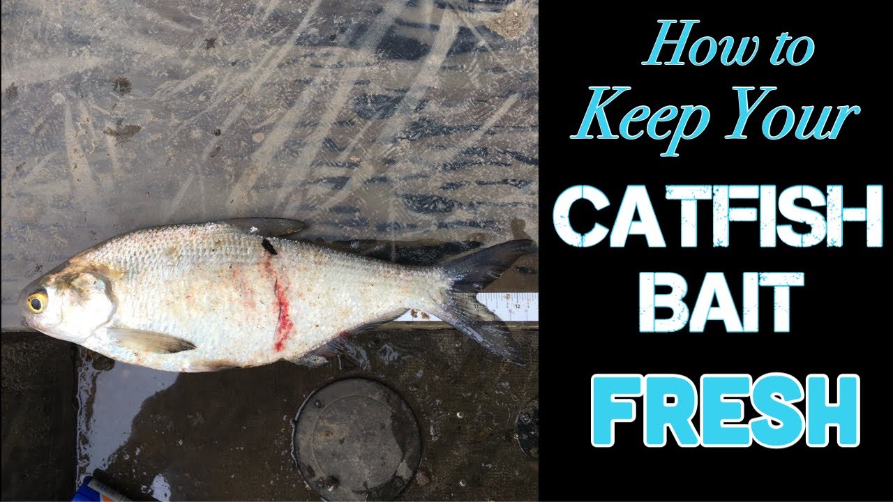 Large Frozen Shad Catfish Bait