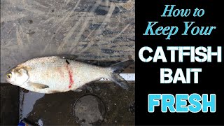 How To Keep Shad Fresh | Catfish Bait