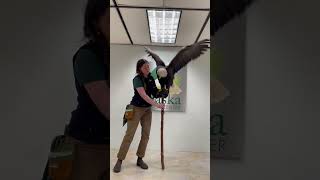 Alaska Raptor Center Sitka         Bald Eagle
