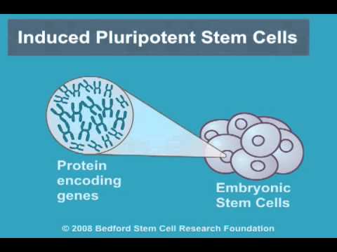 تصویری: سلول های بنیادی پرتوان القایی چیست؟