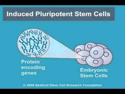 ভিডিও: কে প্ররোচিত প্লুরিপোটেন্ট স্টেম সেল আবিষ্কার করেন?