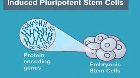 What are Induced Pluripotent Stem Cells? (iPS Cells)