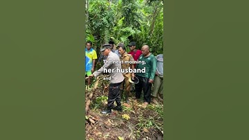 Missing Grandmother Found Inside a 22 Foot Long Python (Part 1) #shorts #facts