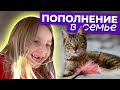 #19 | Как мы себе жизнь усложняли… | Приют в США, взяли кота! Житейский влог