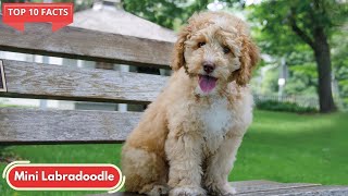11 Facts Which Will Make You Want to Own a Mini Labradoodle