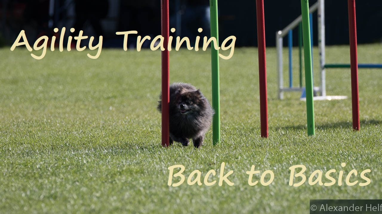 Agility Training #20 | Back to Basics | Geschwindigkeit aufbauen - YouTube