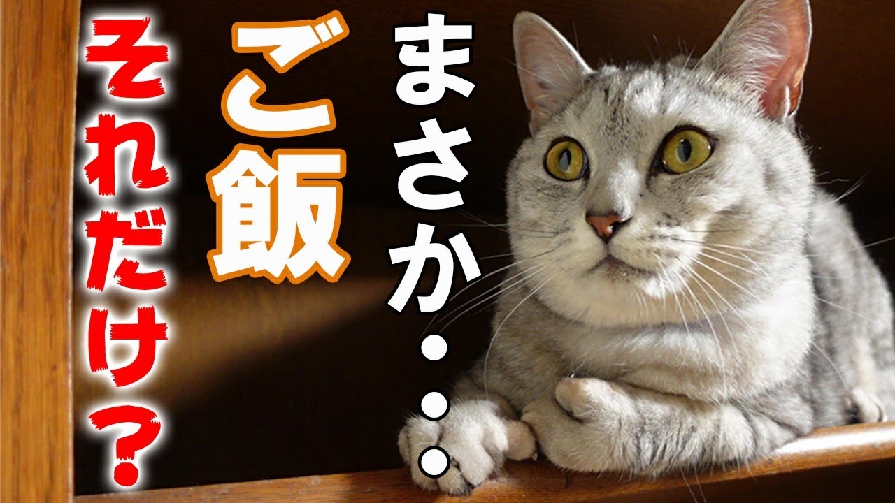 【猫のご飯の量】獣医さんが使う猫のご飯の量の計算方法～フードの裏だと多すぎ！？～