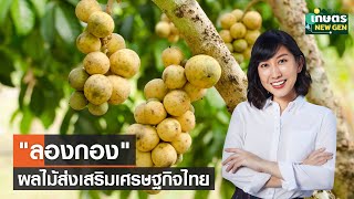 "ลองกอง" ผลไม้ส่งเสริมเศรษฐกิจไทย | เกษตรนิวเจน | 24/06/66 (FULL)
