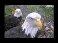 Decorah Eagles Beautiful Pair Work on Nest 9-22-11 8:19am CDT