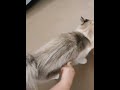 foryou cat catlover petlover catsoftiktok catsoftiktok... #Shorts #catonline520