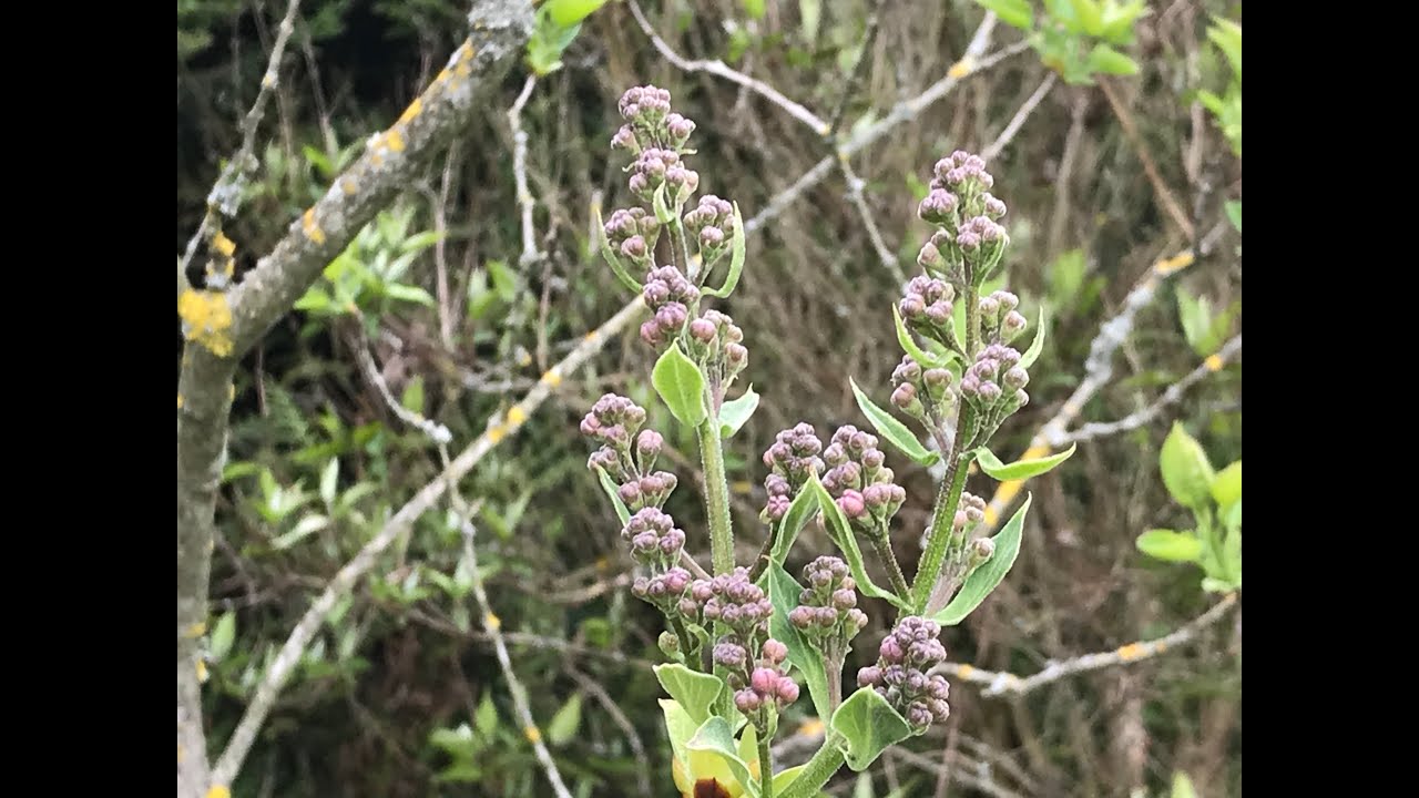 Lilas commun 'Syringa vulgaris' 'Mme Lemoine' 'Souvenir de Louis Spaeth' 'Belle de Moscou' Tout doux