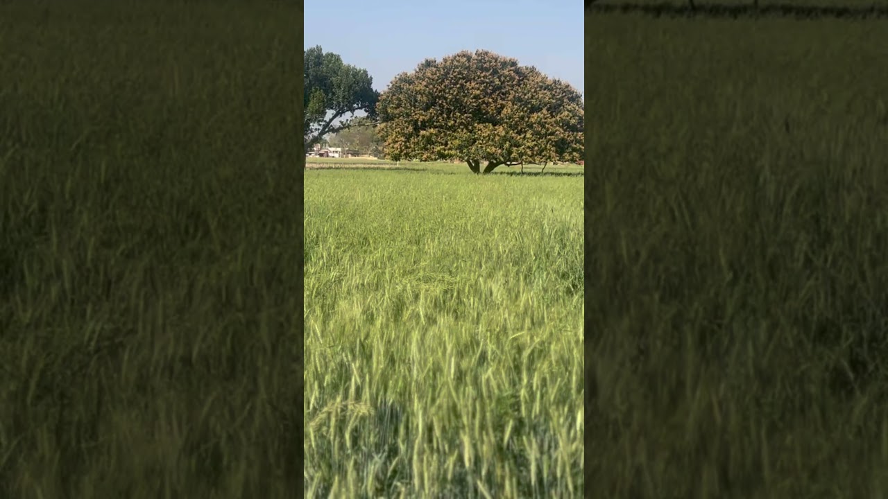 Nature in its softest mood 