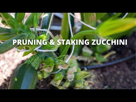#02- Pruning and staking Zucchini