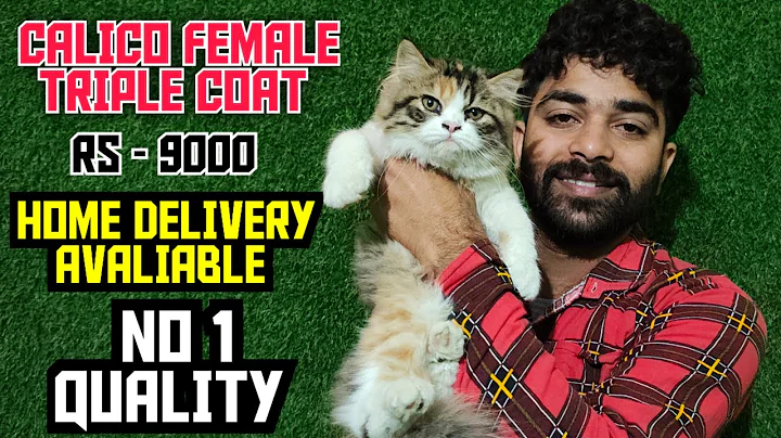 Video 11756741: himalayan persian cat, chinchilla persian cat, persian cat grooming, quality cat, calico female, cute cat, cute kitten