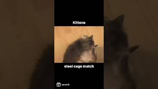 Kittens steel cage match
