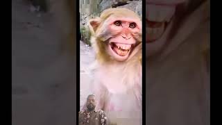 #comedy #monkeyvideo #smaile #funny #veryfunnyvideo