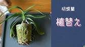 胡蝶蘭 購入後の植え替えってどうするの 花が終わったら 二番花を咲かせるには 水苔 バークどっち 量は Youtube