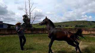 CAVALO ÁRABE PULADOR. MAIS UM DESAFIO PARA O DOMADOR MILTON VALE