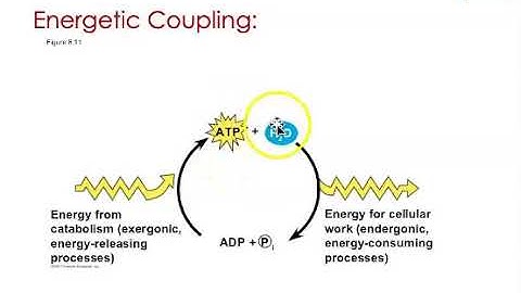 BIOL205R Lecture: Microbial Metabolism Part 1 #3of3