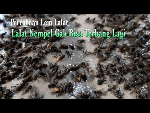 Lalat terjebak hanya dengan bahan alami,  lem lalat. 