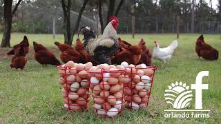 Premium Farm Plan Setup For Raising Layer and Broiler Chickens screenshot 1