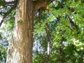 Female ginkgo tree 2