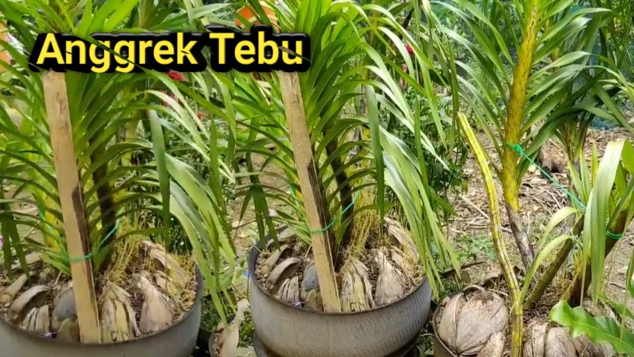 Anggrek Tebu Tanaman Hias Bunga Tahan Lama Harga Jual Lumayan Tinngi