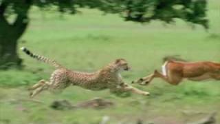 Cheetah chasing Impala