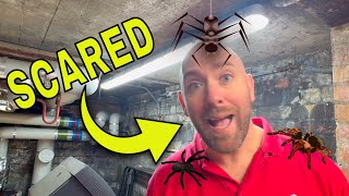 Electrician's Worst Nightmare: Spiders Attack by eFIXX 11,520 views 1 month ago 7 minutes, 15 seconds