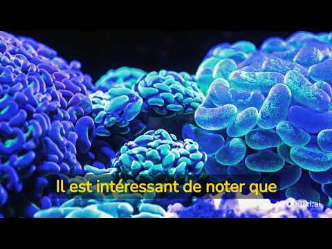 Comment fonctionne la