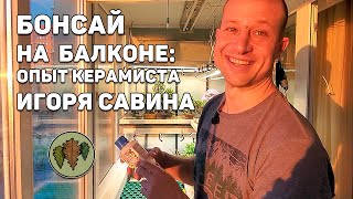 видео: Бонсай на балконе: опыт керамиста Игоря Савина картинка: Бонсай на балконе: опыт керамиста Игоря Савина