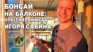 Бонсай на балконе: опыт керамиста Игоря Савина