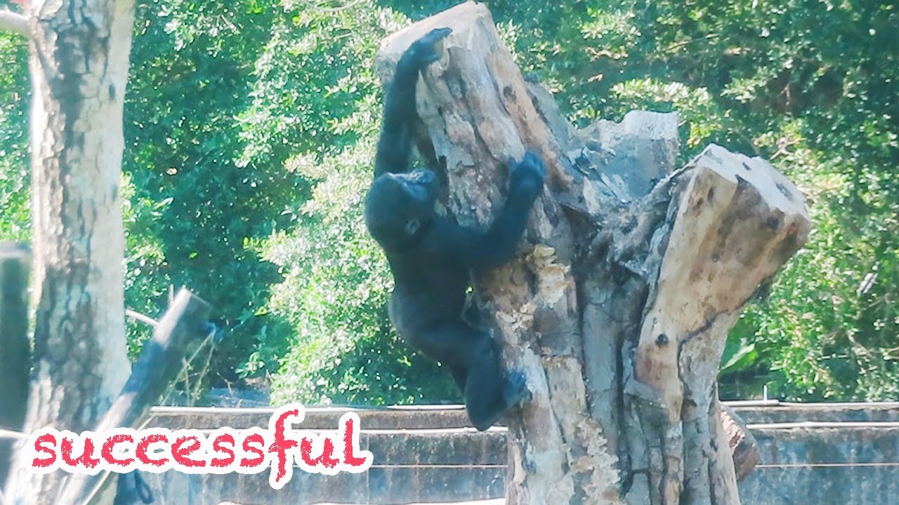 Trees From Ringo 小金剛Ringo第一次爬上這棵樹Ringo successfully climbed the tree for the first time ...