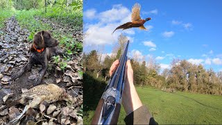 Chasse de début de saison aux chiens d'arrêt : lièvre, faisan, perdrix, grive ! les débuts de Uspy !