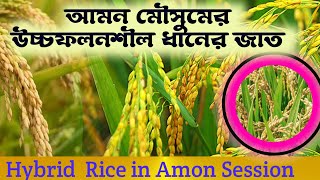 Hybrid Rice in amon sessions ll আমন মৌসুমের উচ্চ ফলনশীল ধানের জাত #ধান #Rice #amon