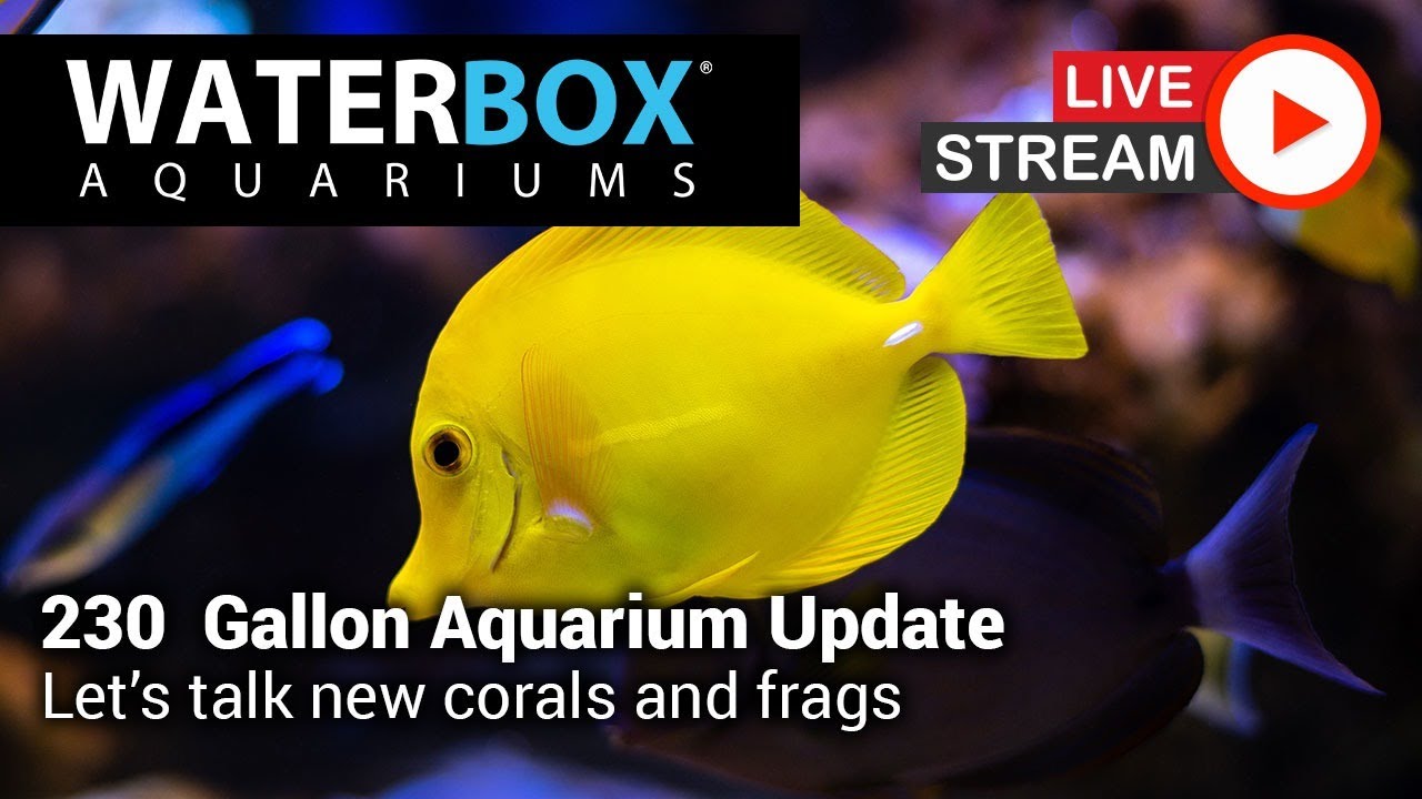 the aquarium hours 230 Gallon Aquarium and 80 Gallon Frag Aquarium Updates