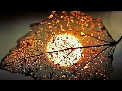 Beautiful Flower / Nature Whatsapp Status Video 💕💕