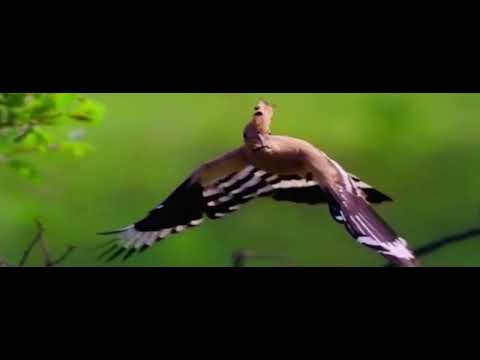 دل آرا حسام الدین سراج
