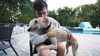 meet our foster greyhound lobster by julien solomita 646,449 views 2 years ago 11 minutes, 48 seconds