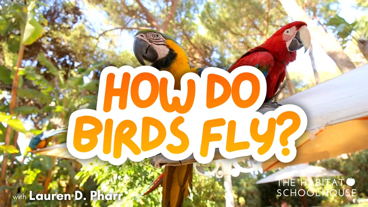 How Do Birds Fly? | Science Lesson for Kids with Ornithologist Lauren ...