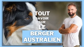 Chien de race Berger Australien : caractère, dressage, comportement, santé de ce chien de race...