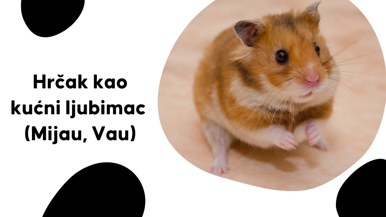 Hrčak kao kućni ljubimac (Mijau, Vau)