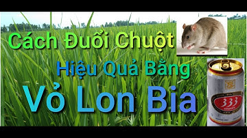 Cách Đuổi Chuột Bằng Vỏ Lon Bia Rất Hiệu Quả - how to get rid of mice # Nông Dân Miền Tây #